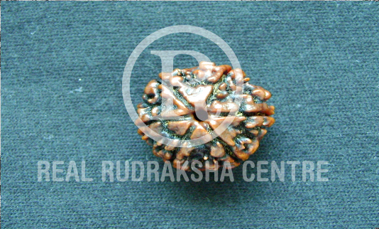 Rudraksha Therapy