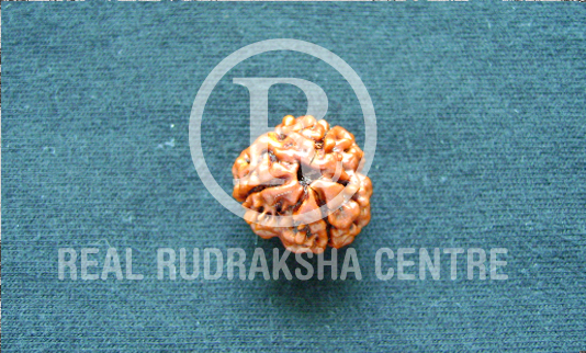 Rudraksha Ratna