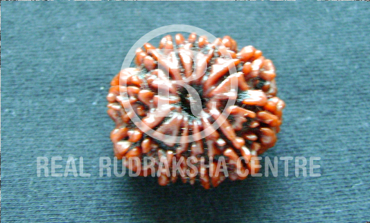 Rudraksha Mala